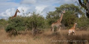 Josh Manring Photographer Decor Wall Art - africa wildlife-4.jpg